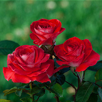 Hybrid Tea Roses for Sale  Popular for Rose Gardening