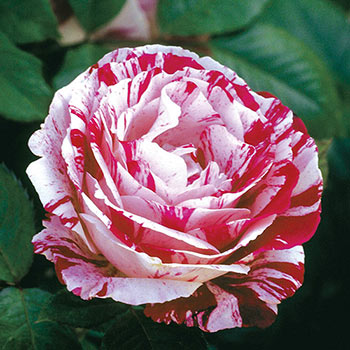 Scentimental™ Floribunda Rose