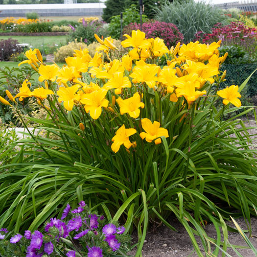 Buttered Popcorn Reblooming Daylily | Big Savings | Breck's