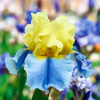 Easter Candy Bearded Iris
