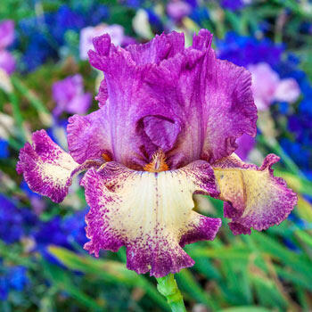 Rock Star Reblooming Bearded Iris