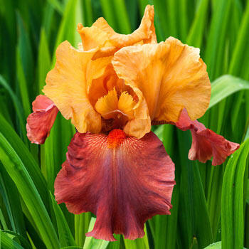 Lovely Senorita Bearded Iris