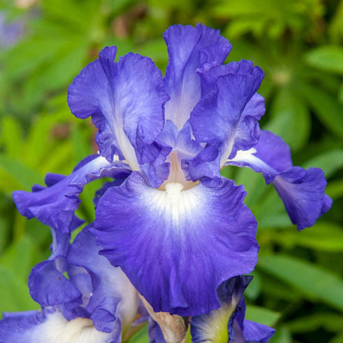 City Lights Reblooming Bearded Iris