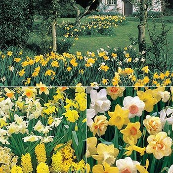 Three Months of Daffodils