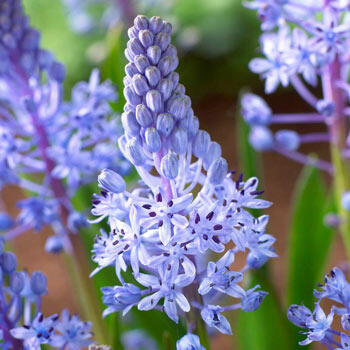 Wood Squill
