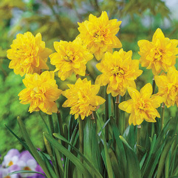 Tête Bouclé Daffodil | Brecks Premium Bulbs