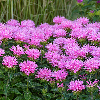 Buy Pink Frosting Bee Balm Online | Sun Perennials | Breck's