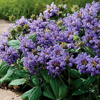 Shop Bella Blue Prunella Online | Sun Perennials | Breck's