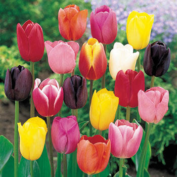 Cream-of-the-Crop Tulip Mixture Super Sak®