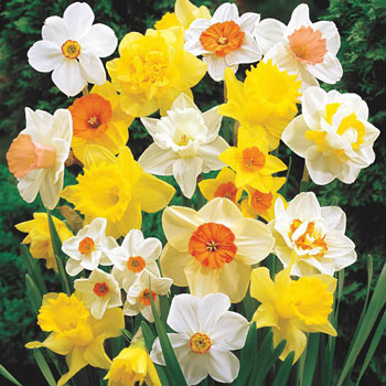 Mixed Daffodil Super Sak<sup>®</sup>