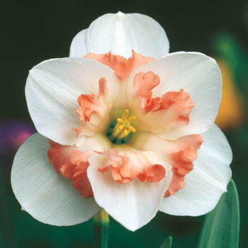 Pink Wonder Daffodil