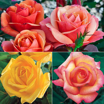 Fragrant Rose Garden Collection-3 Plants