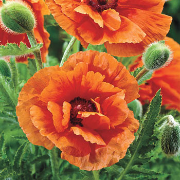 Poppy perry and Plant Profile