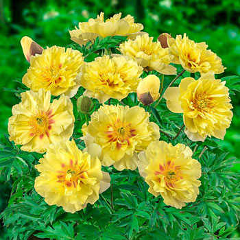 Bartzella Itoh Peony