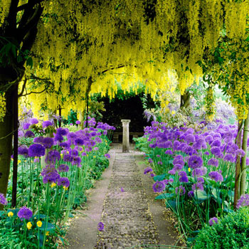 Persian Blue™ Allium Super Sak<sup>®</sup>
