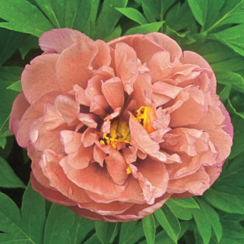 Kopper Kettle Itoh Peony