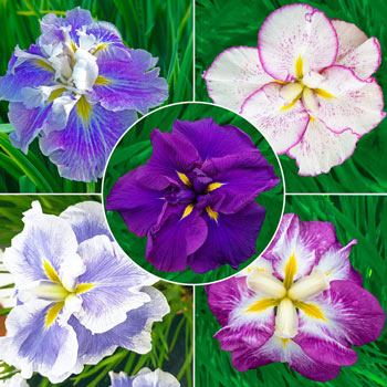 Dinner Plate Japanese Iris Collection