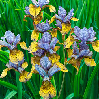 Siberian Iris So Van Gogh