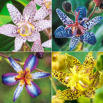 Toad Lily Collection