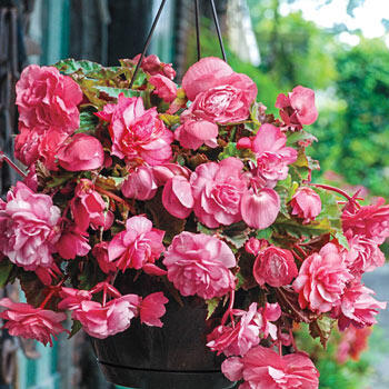 Shop Pink Delight Hanging Basket Begonia | Breck's