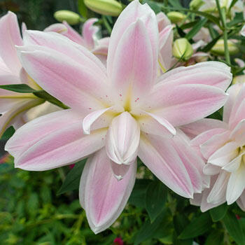 Lotus Breeze Double Lily
