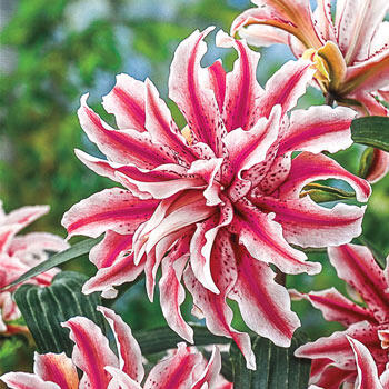 Magic Star Double Lily