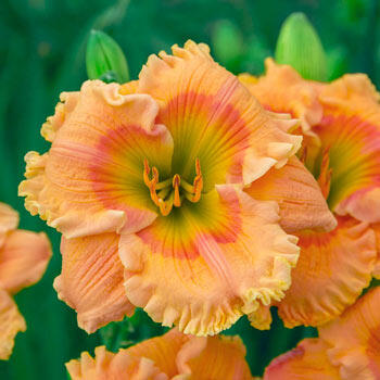 Orange Smoothie Reblooming Daylily