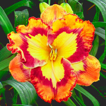 Sunburst Splashes Reblooming Daylily
