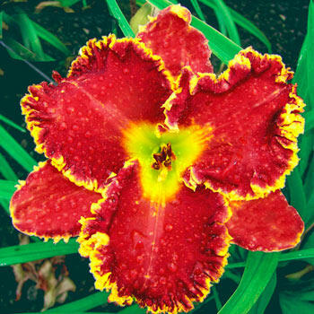 Gasping for Breath Reblooming Daylily