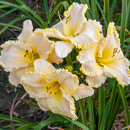 Marque Moon Reblooming Daylily
