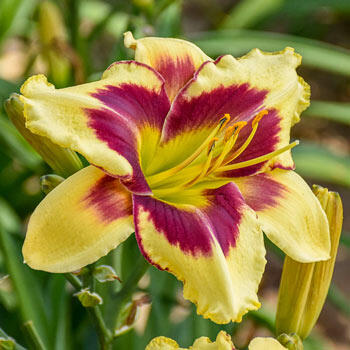 Star of the North Reblooming Daylily
