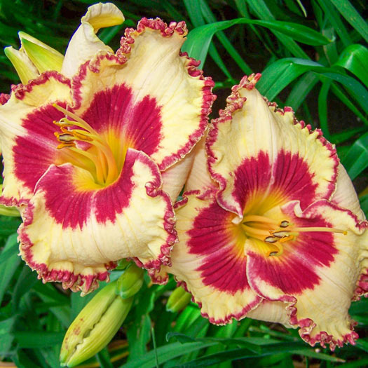 Whirling Rainbows Daylily