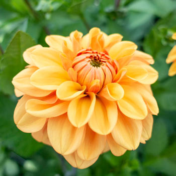 Ginger Snap Dahlia