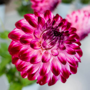 Caproz Pizzazz Dahlia