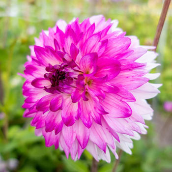 Caesars Palace Dahlia | Brecks Premium Bulbs