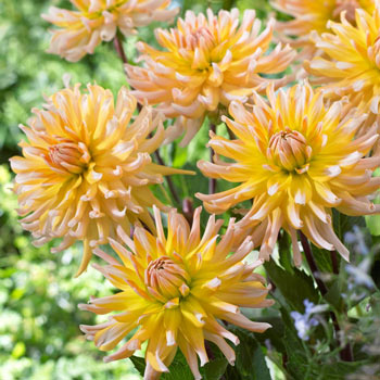 Golden Sea Urchin Dahlia