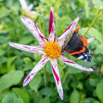 Destiny's Teachers Dahlia