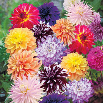 Deluxe Dahlia Mixture