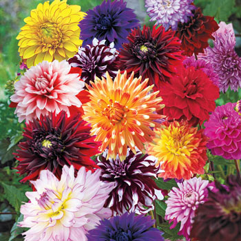 Summer to Frost Dahlia Mixture