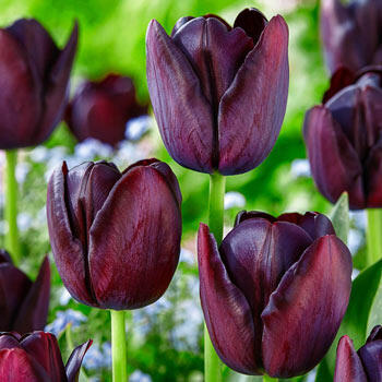 Buy Continental Tulip Online | Spring Bulbs Sale | Breck's