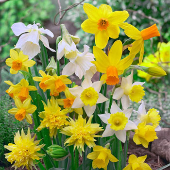 Miniature Daffodil Mixture