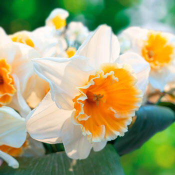 Soestdijk Daffodil