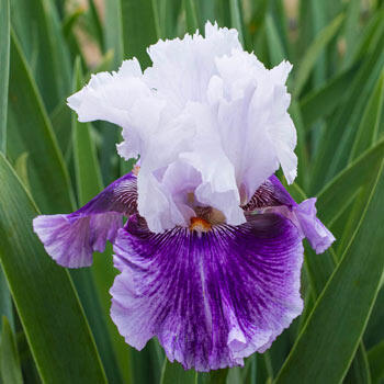 Pop Music Bearded Iris