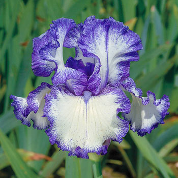Ink Patterns Bearded Iris