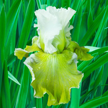 Going Green Bearded Iris