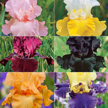 Spring Spectrum Iris Collection