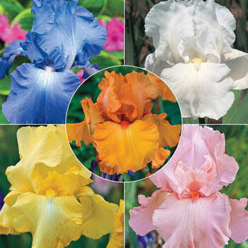 Double Delight Reblooming Iris Collection