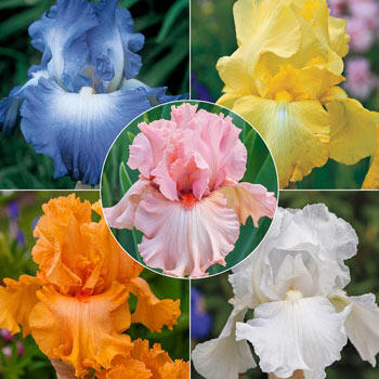 Breck's<sup>®</sup> Reblooming Iris Collection
