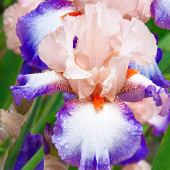 Lumarco Bearded Iris