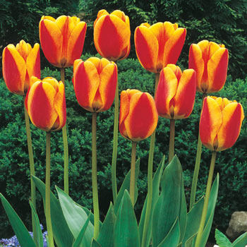 Silver Cloud Tulip | Brecks Premium Bulbs